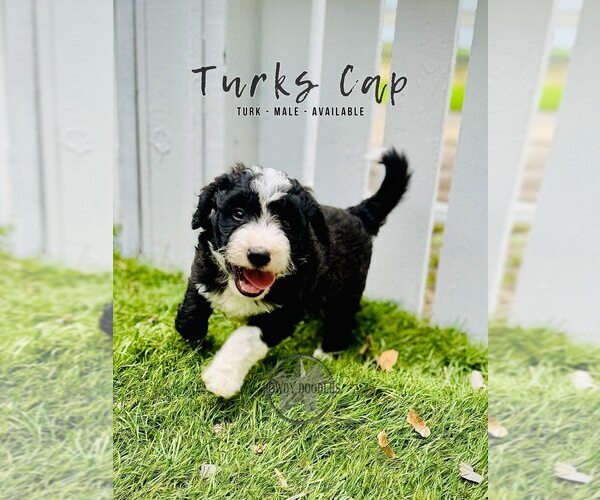 Medium Photo #2 Bordoodle Puppy For Sale in ELIZABETH CITY, NC, USA