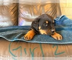 Small Photo #11 Rottweiler Puppy For Sale in LAFAYETTE, IN, USA