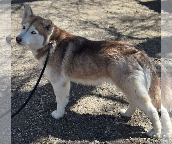 Medium Photo #4 Siberian Husky-Unknown Mix Puppy For Sale in Las Vegas, NM, USA