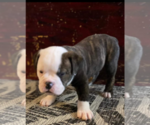 Small Photo #6 Olde English Bulldogge Puppy For Sale in ABILENE, TX, USA