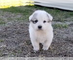 Small Photo #2 Great Pyrenees Puppy For Sale in CLARK, MO, USA