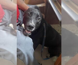 Mutt Dogs for adoption in Mount Laurel, NJ, USA