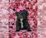 Small Havanese-Poodle (Toy) Mix