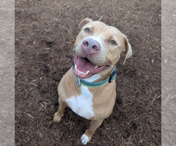 Medium Photo #7 American Pit Bull Terrier-Unknown Mix Puppy For Sale in Houston, TX, USA