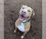 Small #6 American Pit Bull Terrier Mix