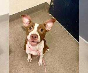 Staffordshire Bull Terrier Dogs for adoption in HESPERIA, CA, USA