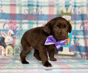 Labrador Retriever Puppy for sale in LANCASTER, PA, USA