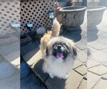 Small #3 Pekingese