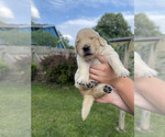 Puppy BLACK Golden Retriever