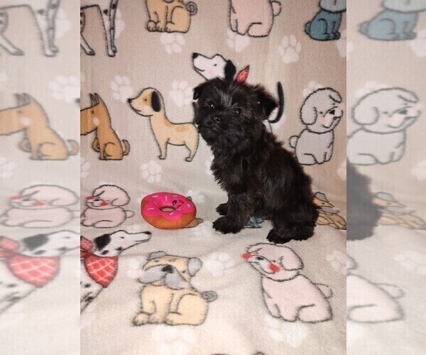 Medium Photo #5 YorkiePoo Puppy For Sale in LAPEER, MI, USA