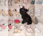 Small Photo #5 YorkiePoo Puppy For Sale in LAPEER, MI, USA