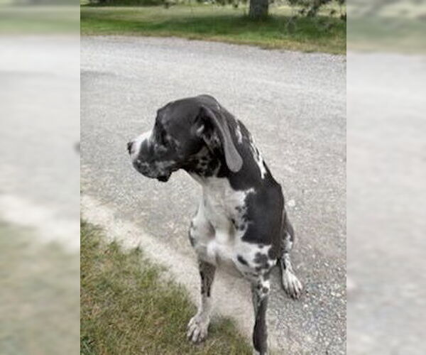 Medium Photo #3 Great Dane Puppy For Sale in Polson, MT, USA