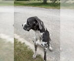 Small #2 Great Dane