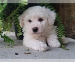 Small Photo #1 Bichon Frise Puppy For Sale in MANES, MO, USA