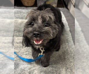 Lhasa Apso-Unknown Mix Dogs for adoption in Plano, TX, USA