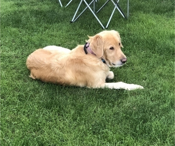 Medium Photo #1 Golden Retriever Puppy For Sale in EUGENE, OR, USA