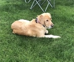Small Photo #1 Golden Retriever Puppy For Sale in EUGENE, OR, USA