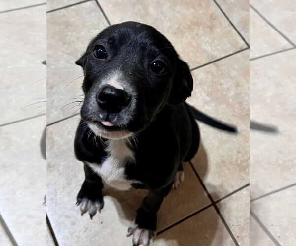 Medium Photo #1 Labbe Puppy For Sale in Tracy City, TN, USA