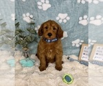 Small #7 Goldendoodle mix (+ Poodle Miniature)