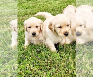 Golden Retriever Puppy for sale in SEVEN VALLEYS, PA, USA