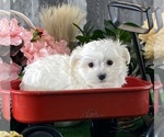 Small #5 Maltese