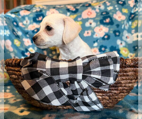 Medium Photo #3 Chihuahua-Unknown Mix Puppy For Sale in Pacolet, SC, USA