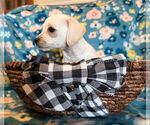 Small #2 Chihuahua Mix