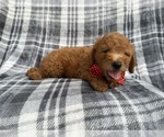 Small #2 Goldendoodle (Miniature)