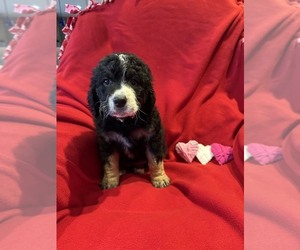 Bernedoodle Puppy for sale in CENTERBURG, OH, USA