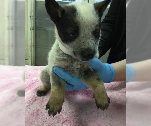 Medium Photo #2 Siberian Husky-Unknown Mix Puppy For Sale in Riverside, CA, USA