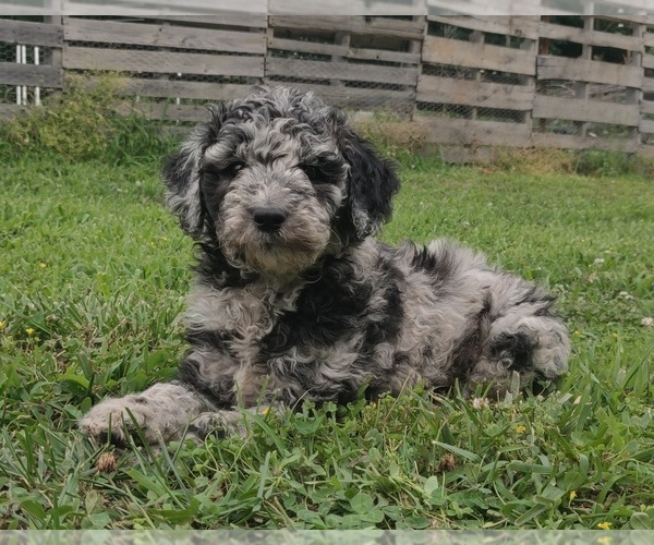 Medium Photo #2 Poodle (Standard) Puppy For Sale in COUCH, MO, USA