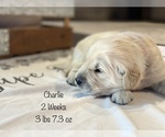 Small Photo #28 Golden Retriever Puppy For Sale in CARTHAGE, MO, USA