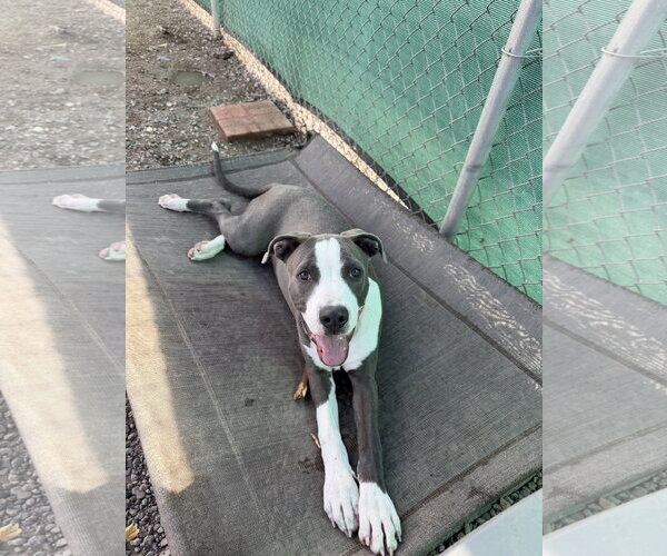 Medium Photo #3 American Pit Bull Terrier Puppy For Sale in Monte Vista, CO, USA