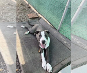 Monty - Male American Pit Bull Terrier Dog for Adoption - Photo #3