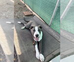 Small Photo #3 American Pit Bull Terrier Puppy For Sale in Monte Vista, CO, USA