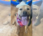 Small #4 American Pit Bull Terrier Mix