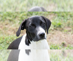 Pointer-Unknown Mix Dogs for adoption in Minneapolis, MN, USA