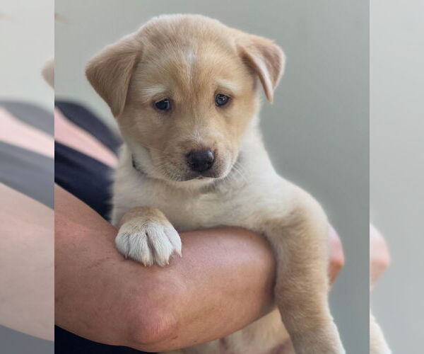 Medium Photo #3 Bernese Mountain Dog-Unknown Mix Puppy For Sale in Dana Point, CA, USA