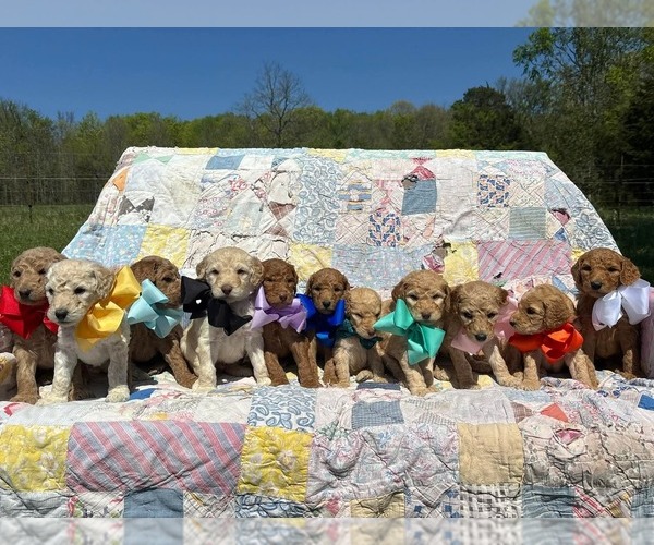 Medium Photo #1 Goldendoodle Puppy For Sale in LEBANON, TN, USA