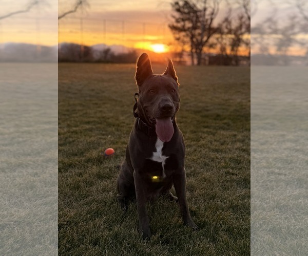 Medium Photo #4 Mutt Puppy For Sale in Sandy, UT, USA