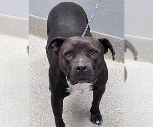 Mutt Dogs for adoption in Las Vegas, NV, USA