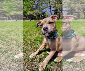 Mutt Dogs for adoption in New London, WI, USA