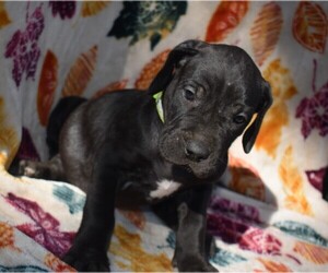 Great Dane Puppy for sale in ALVARADO, TX, USA