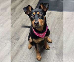 Rottweiler-Unknown Mix Dogs for adoption in Lakewood, CO, USA