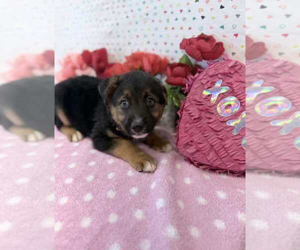 Medium Photo #2 Australian Shepherd-German Shepherd Dog Mix Puppy For Sale in Lakewood, CO, USA