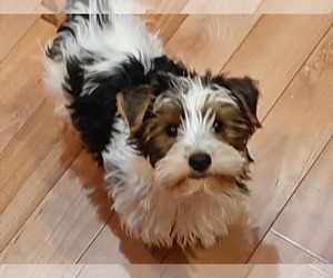 Yorkshire Terrier Puppy for sale in SANDY, OR, USA