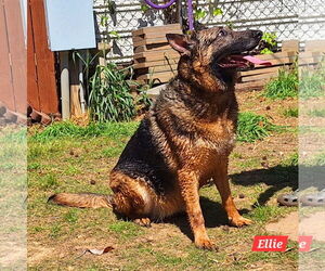 German Shepherd Dog Dogs for adoption in Montgomery, AL, USA