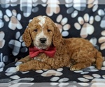 Small #3 Goldendoodle