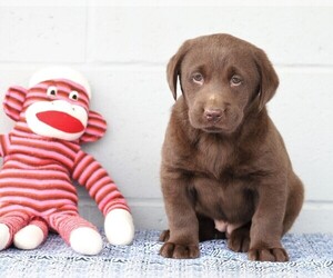 Labrador Retriever Puppy for sale in FREDERICKSBG, OH, USA