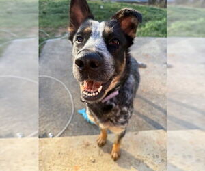 Rosie - Female German Shepherd Dog-Unknown Mix Dog for Adoption - Photo #2